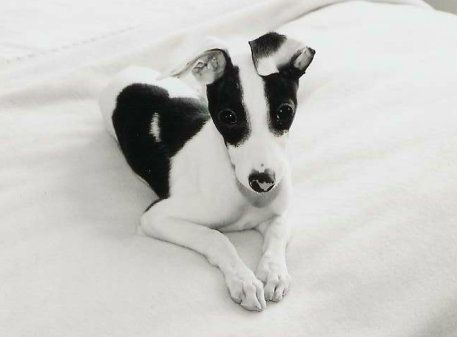 Anne's Odds and Ends: First Days with a Italian Greyhound Puppy - what